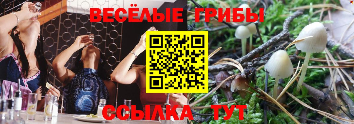 Большой Камень  Галлюциногенные грибы Psilocybine cubensis  наркотики  Вход с VPN 