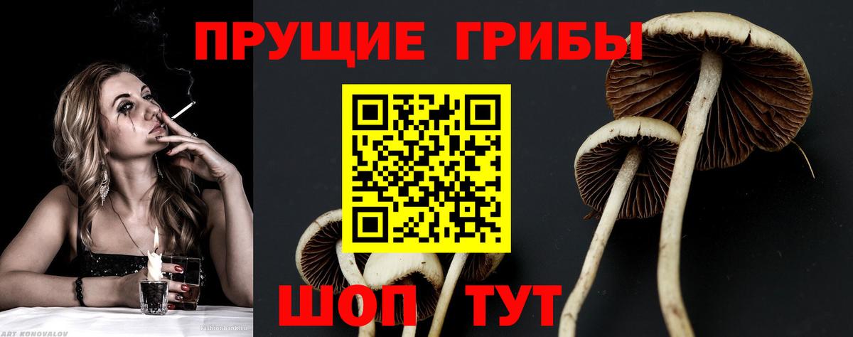 Псилоцибиновые грибы мицелий Большой Камень